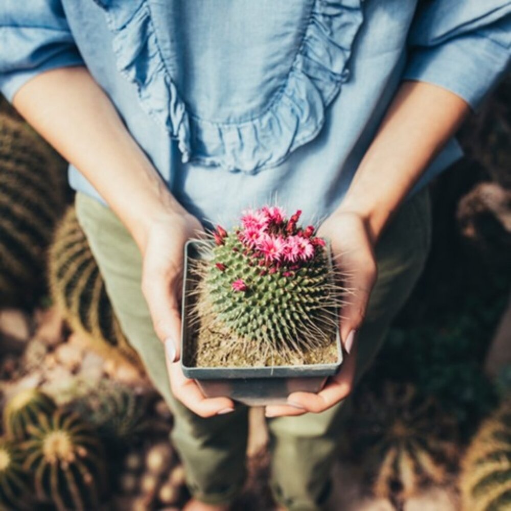 Handcrafted Cactus Flower Body Balm